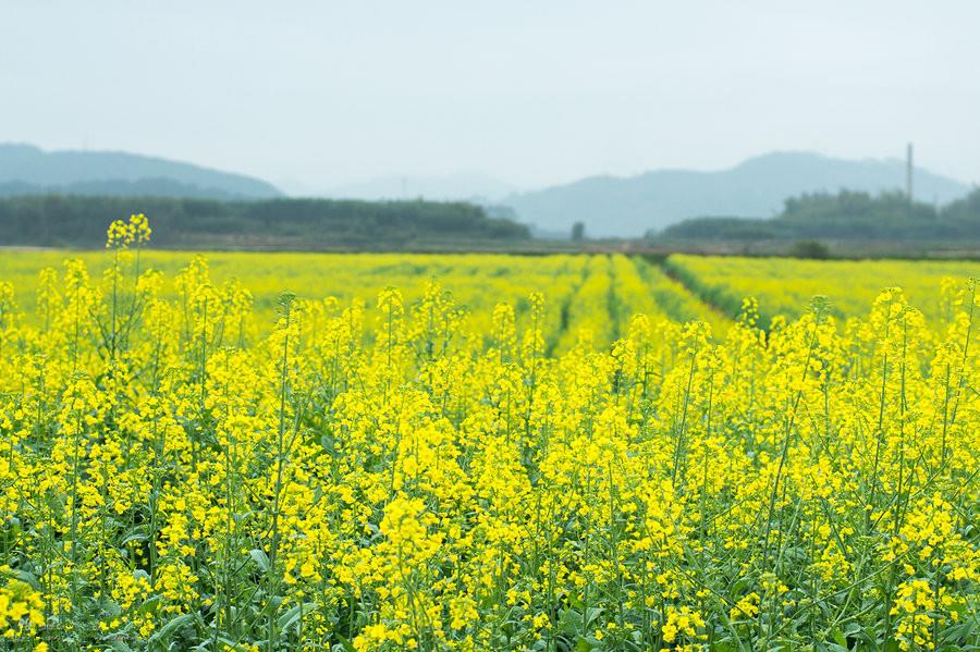 7、油菜花田.jpg