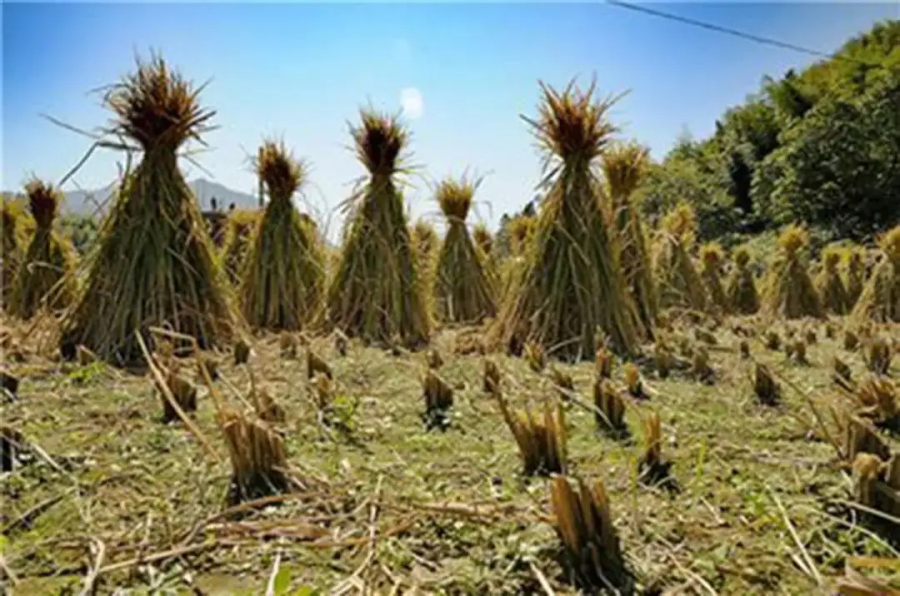 3、稻草——农家烧火做饭的燃料_编辑.jpg